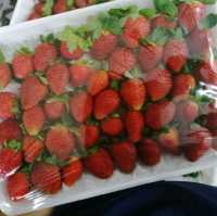 Cameron Highlands Strawberry Farm