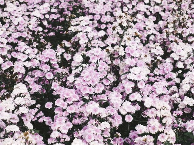 ทุ่งดอกมากาเร็ต พิกัดสวนดอกไม้ดอยช้างแป้