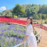 สวนละไม นานาดอกไม้🌷🌹🌻