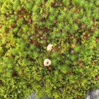 苔寺🕉充滿意境的「西芳寺」