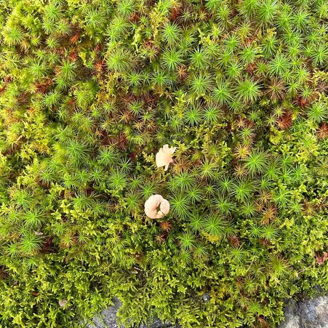 苔寺🕉充滿意境的「西芳寺」