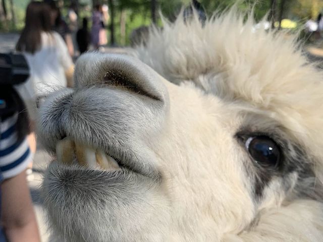 Cute Alpacas 