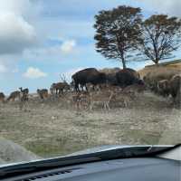 九州 ｜自駕遊亞洲版Safari 🐅🐆🦓🐘🦬🐫🐑