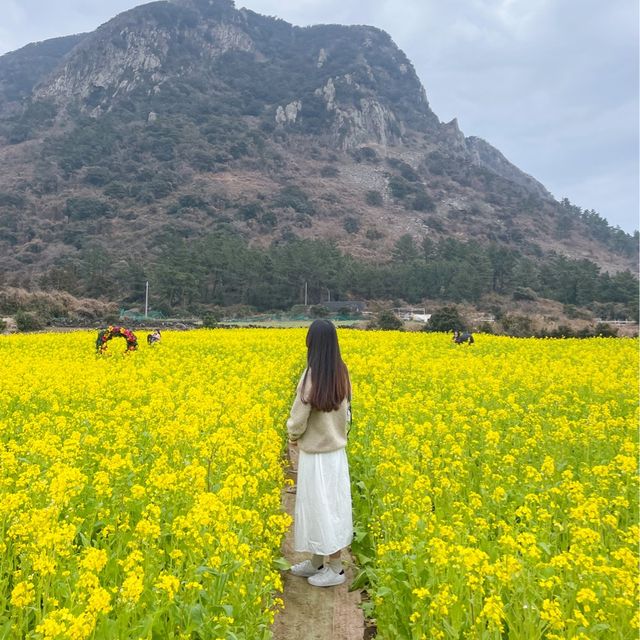 산방산과 유채 