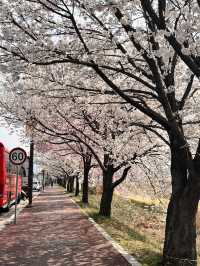 청주의 석촌호수 바이브, 자꾸만 가고싶은 벚꽃길🌸