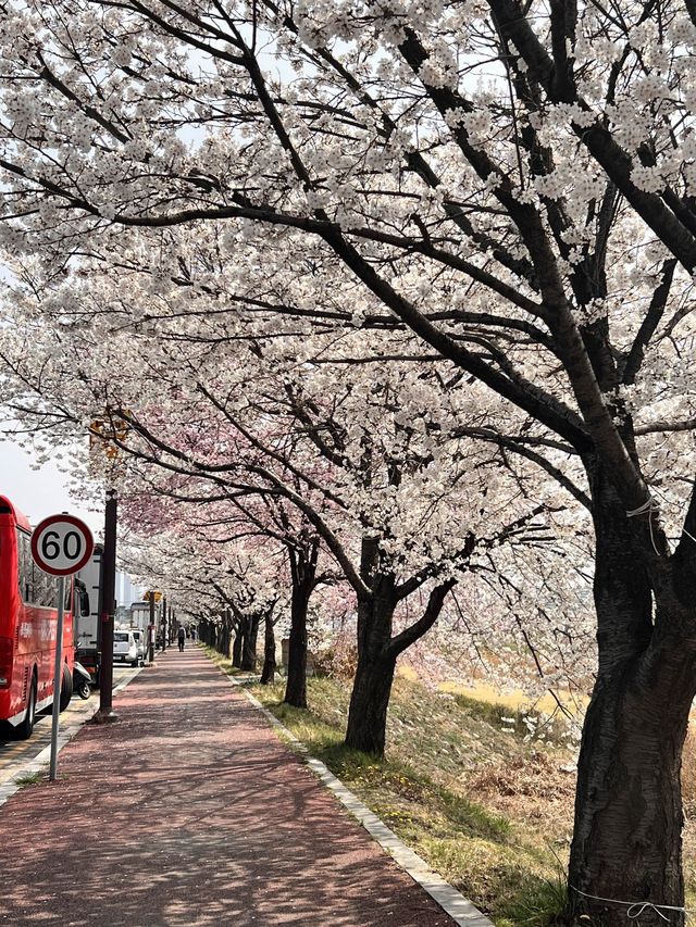 청주의 석촌호수 바이브, 자꾸만 가고싶은 벚꽃길🌸