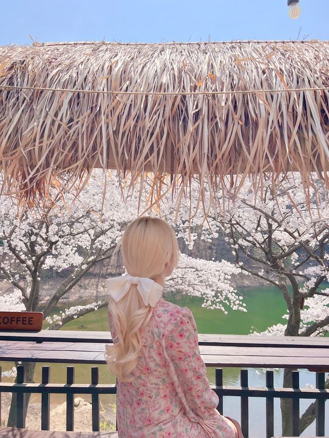 인정할 수 밖에 없는 용인 벚꽃뷰 카페 🌸