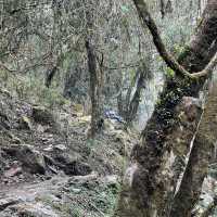 Mardi Himal Trek ..