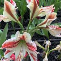 Miracle of natural 