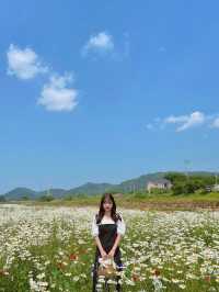 데이지꽃이 가득한 서산 용장천 🌼