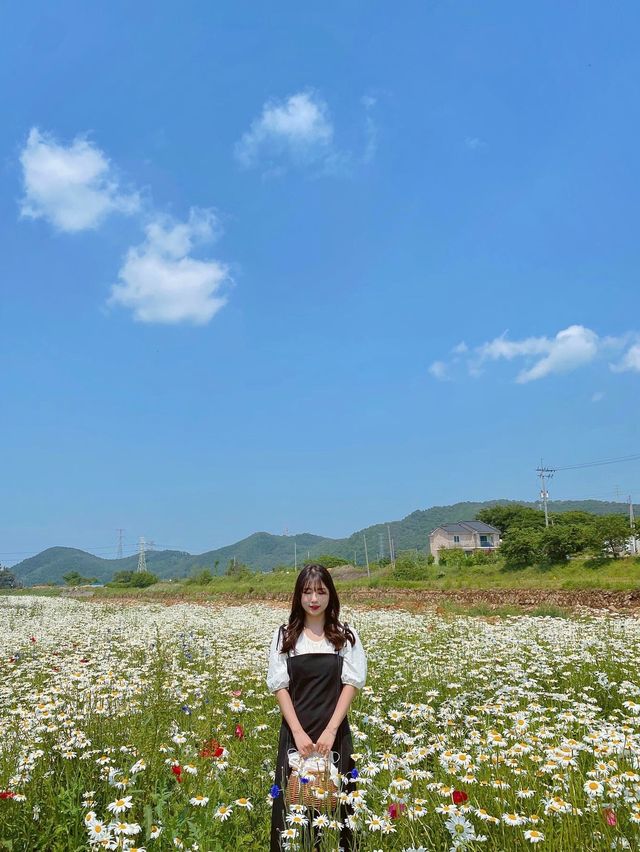 데이지꽃이 가득한 서산 용장천 🌼