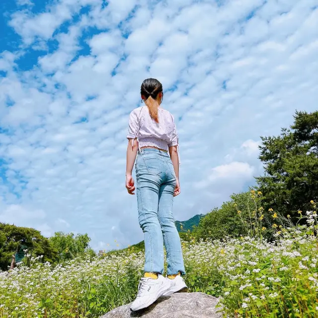 首爾藍天🩵🌞必到打卡點首爾大公園