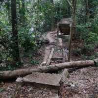 Ko Mu Untouched Pristine Forest 