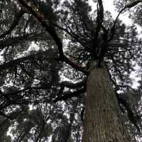 【鹿児島】人生で一度は行くべき‼️神秘的な空気を感じてみては⛩🌿