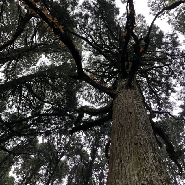 【鹿児島】人生で一度は行くべき‼️神秘的な空気を感じてみては⛩🌿 【鹿児島】人生で一度は行くべき‼️神秘的な空気を感じてみては⛩🌿