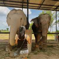 Ethical Elephant Sanctuary