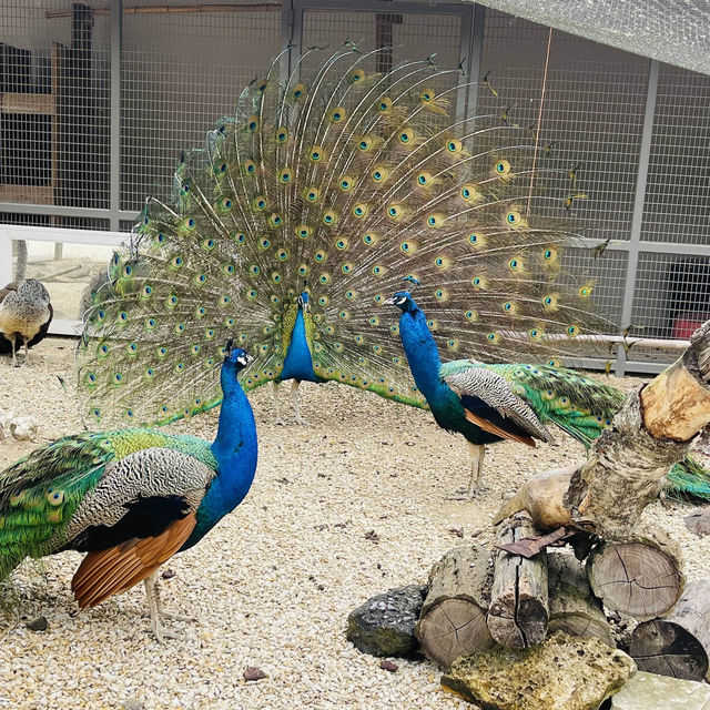 BelleVie Farm 🪿🦆🐦‍⬛