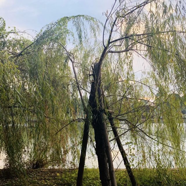 湖畔漫步🌳🏞️台北碧湖公園💎