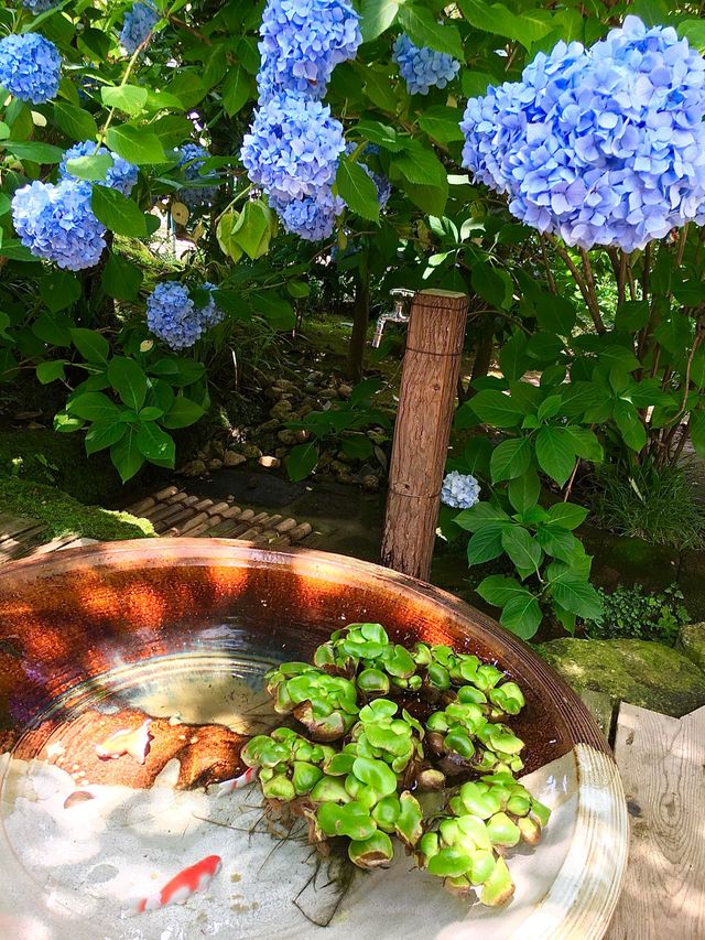 【神奈川県/明月院】美しい紫陽花