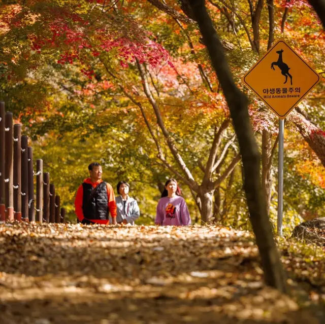 Beautiful Autumn View Of Naejangsan Park