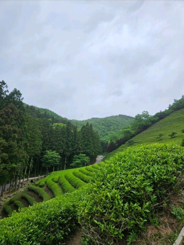 푸르른 풍경이 장관인 보성 녹차밭