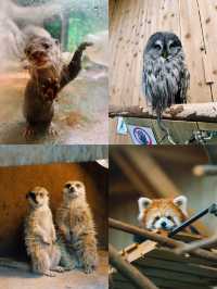 伊豆🇯🇵捕捉水豚君溫泉畫面| 伊豆仙人掌動物園