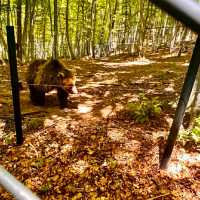 VISITING THE BEAR SANCTUARY BELITSA!