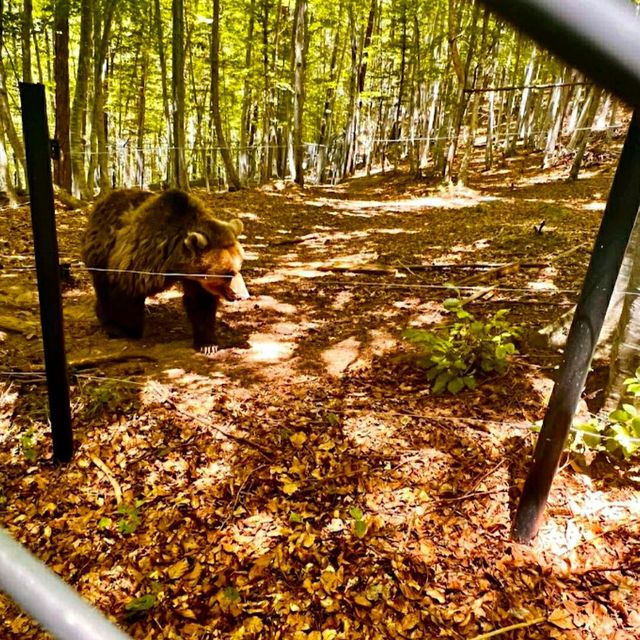 VISITING THE BEAR SANCTUARY BELITSA!