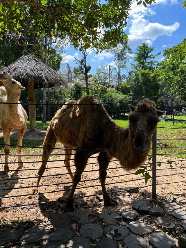 富國島最新親子景點之一😬珍珠島野生動物園❤️近距離接觸小動物