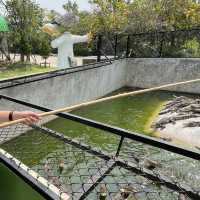 Cutest zoo - 1 hour drive from Bangkok!