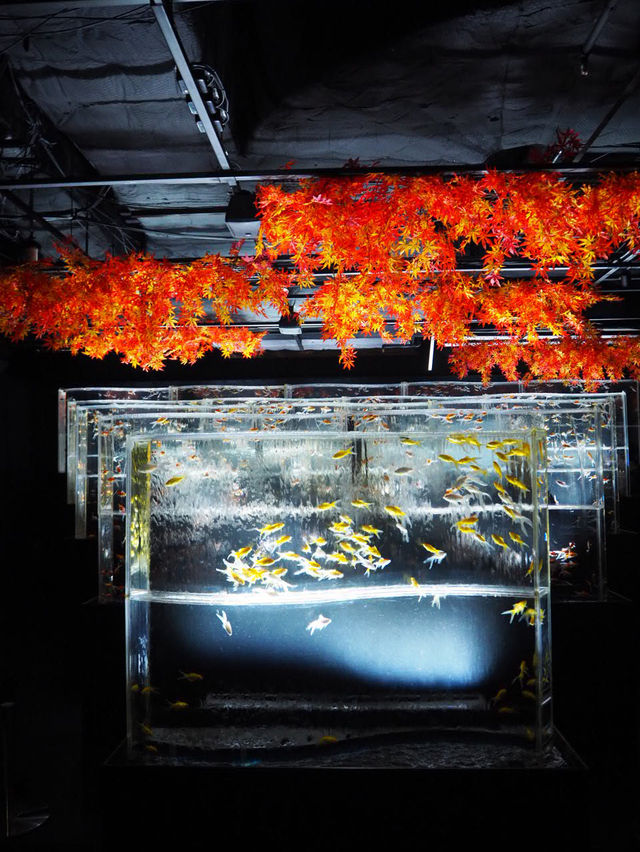 【東京(銀座)】季節ごとに楽しめて、この冬に行きたい！金魚のアートアクアリウム