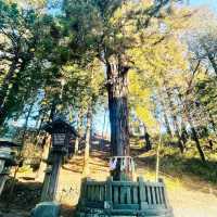 【長野県/下諏訪　全国に2.5万社ある諏訪神社の総本社『諏訪大社』の１つ⛩️】