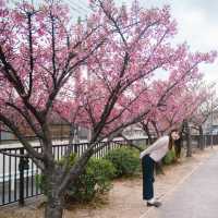 【東京】スカイツリー×桜🌸が撮れる穴場スポット📷´-