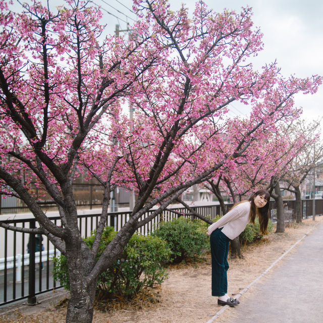 【東京】スカイツリー×桜🌸が撮れる穴場スポット📷´-