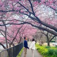 日本近郊｜超值得超宏觀的櫻花步道🌸