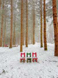 북유럽 감성 대관령 설산 명소🗻⛄️