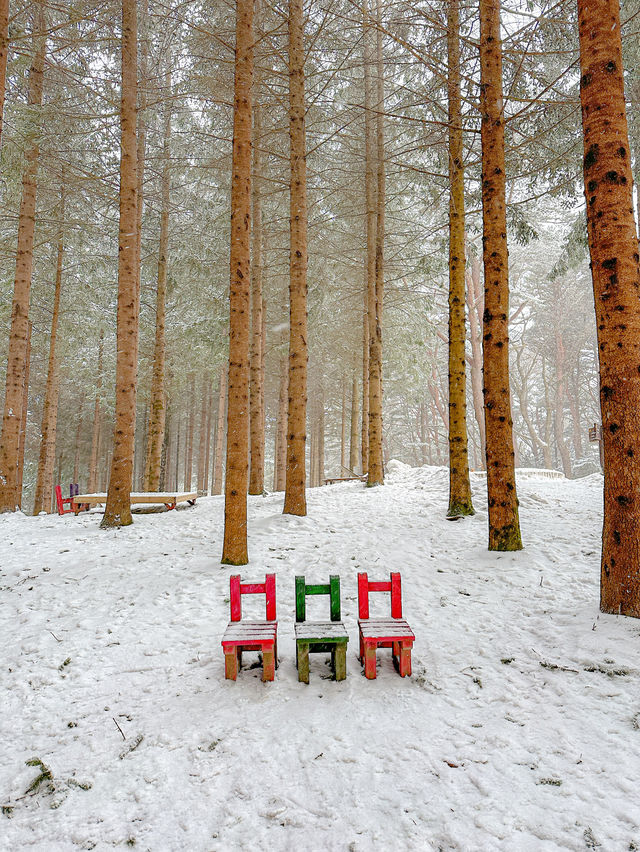 북유럽 감성 대관령 설산 명소🗻⛄️