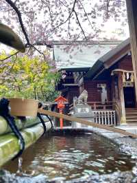 【藏前神社/東京都】ミモザと桜のコラボレーション