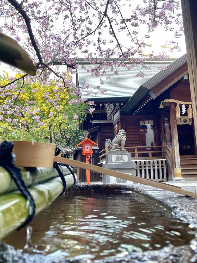 【藏前神社/東京都】ミモザと桜のコラボレーション