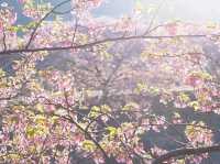 静岡河津町の河津桜