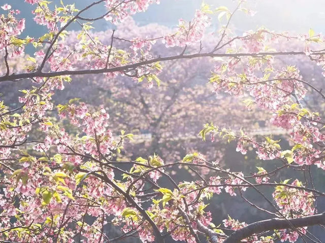 静岡河津町の河津桜