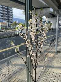 【福岡カフェ】桜やミモザ、チューリップがたくさんの春爛漫カフェ