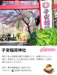 【子安稲荷神社/東京都】満開時は社殿が隠れるほどの河津桜