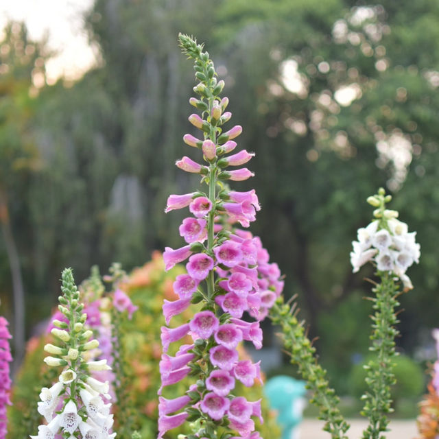 Beautiful Flower Park in Da Lat