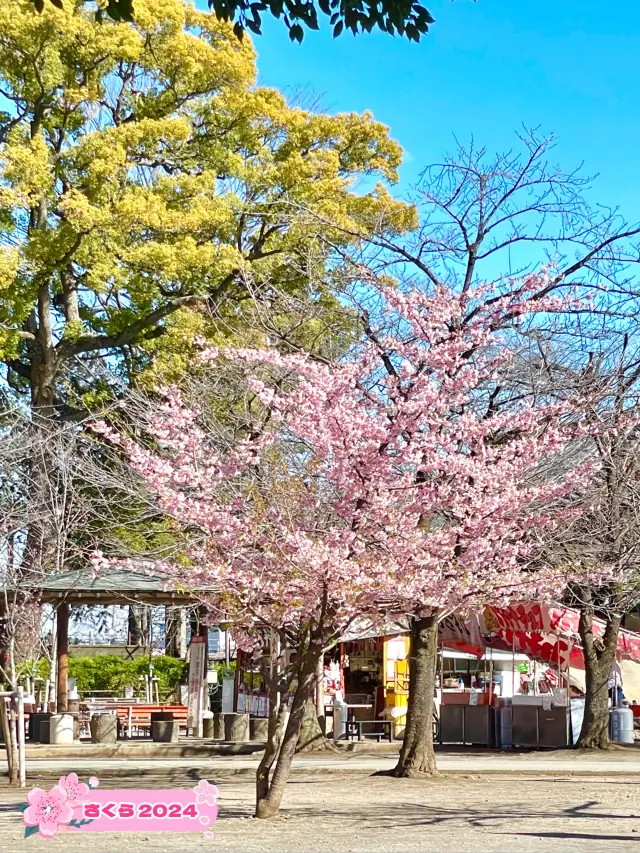 【喜多院/埼玉県】徳川家ゆかりの寺院で少し早い桜詣