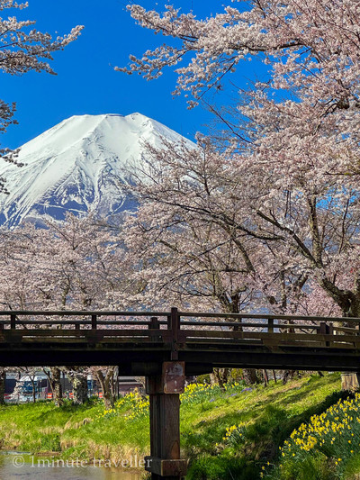 富士山と桜が織りなす日本の原風景、忍野八海 | Trip.com 忍野村