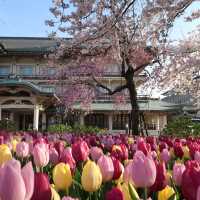 びわ湖大津館の桜とチューリップ