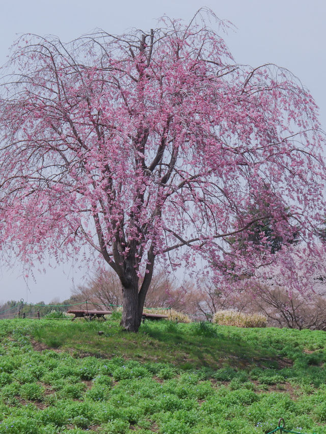 【東京のお花見スポットの定番】春の小花×桜が美しい昭和記念公園