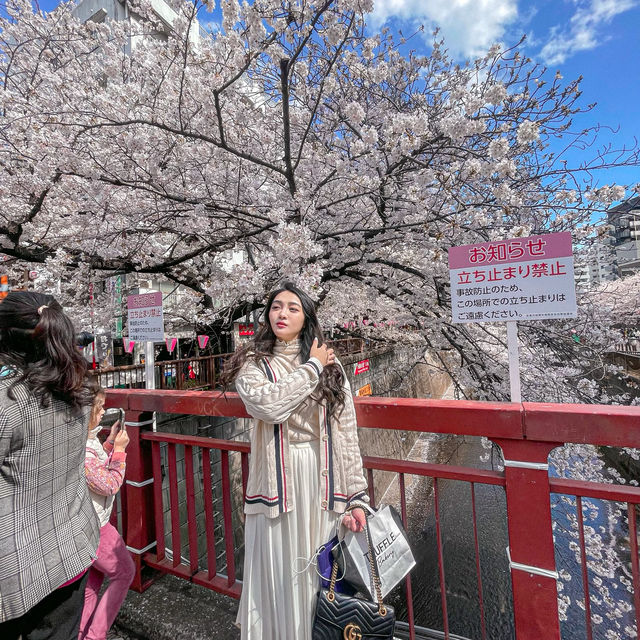 Spring in Nakameguro,Tokyo🌸