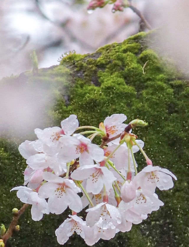 雨の日も晴れの日も🌸中目黒の桜の穴場の時間